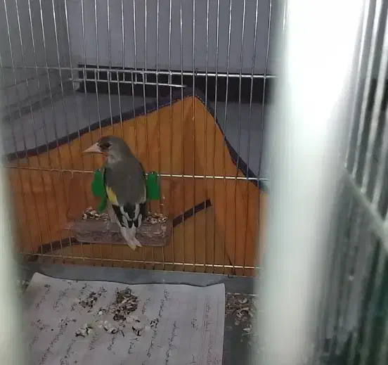 سهره نر دورگ فیروزکوه و کرمانی۲ عدد معاوضه|پرنده|کرج, دولتآباد|دیوار