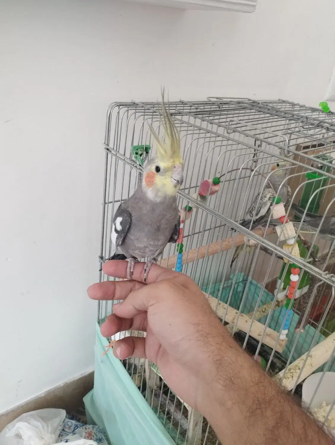 عروس هلندی نیمه اهلی نر|پرنده|مهاباد (آذربایجان غربی), |دیوار