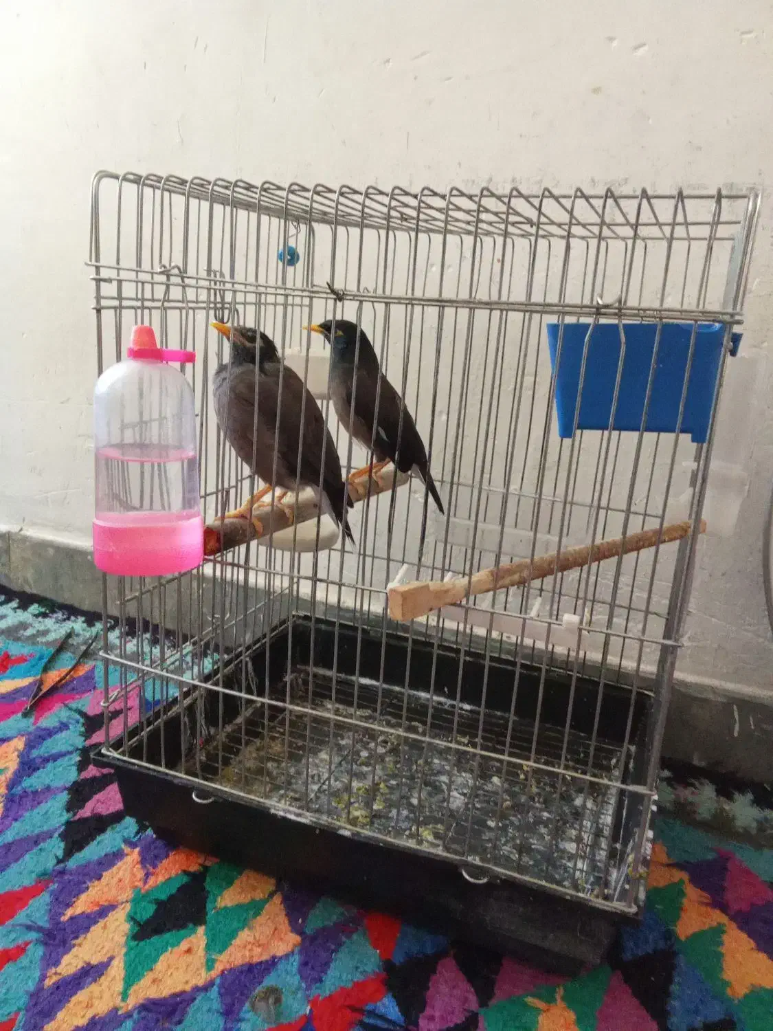 مرغ مینا مولد نرو ماده|پرنده|سوری, |دیوار