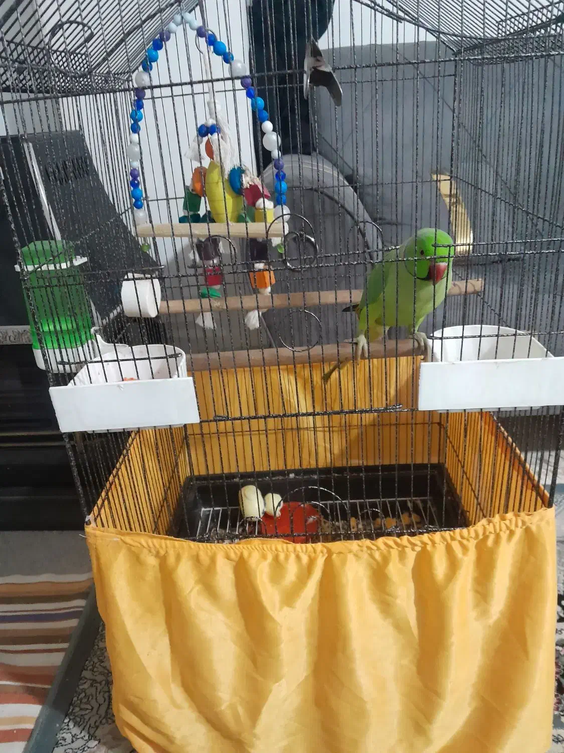 طوطی ملنگو|پرنده|قرچک, میرزائی شمالی|دیوار