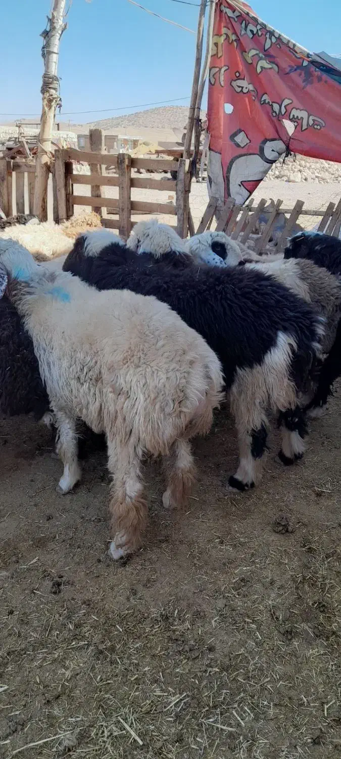 ۴۸بره پروارکم دنبه|حیوانات مزرعه|حمیل, |دیوار