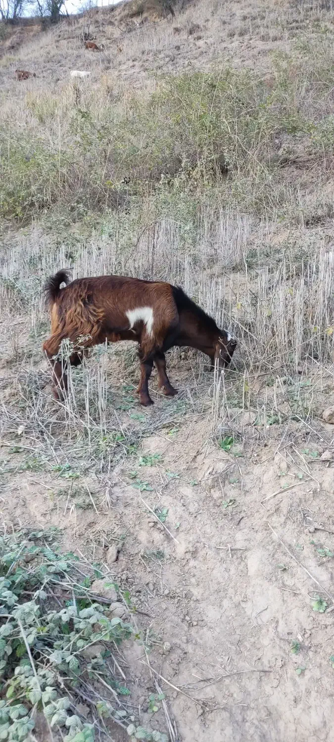 فروشی یک راس  بز غاله جنس کلک|حیوانات مزرعه|مینودشت, |دیوار