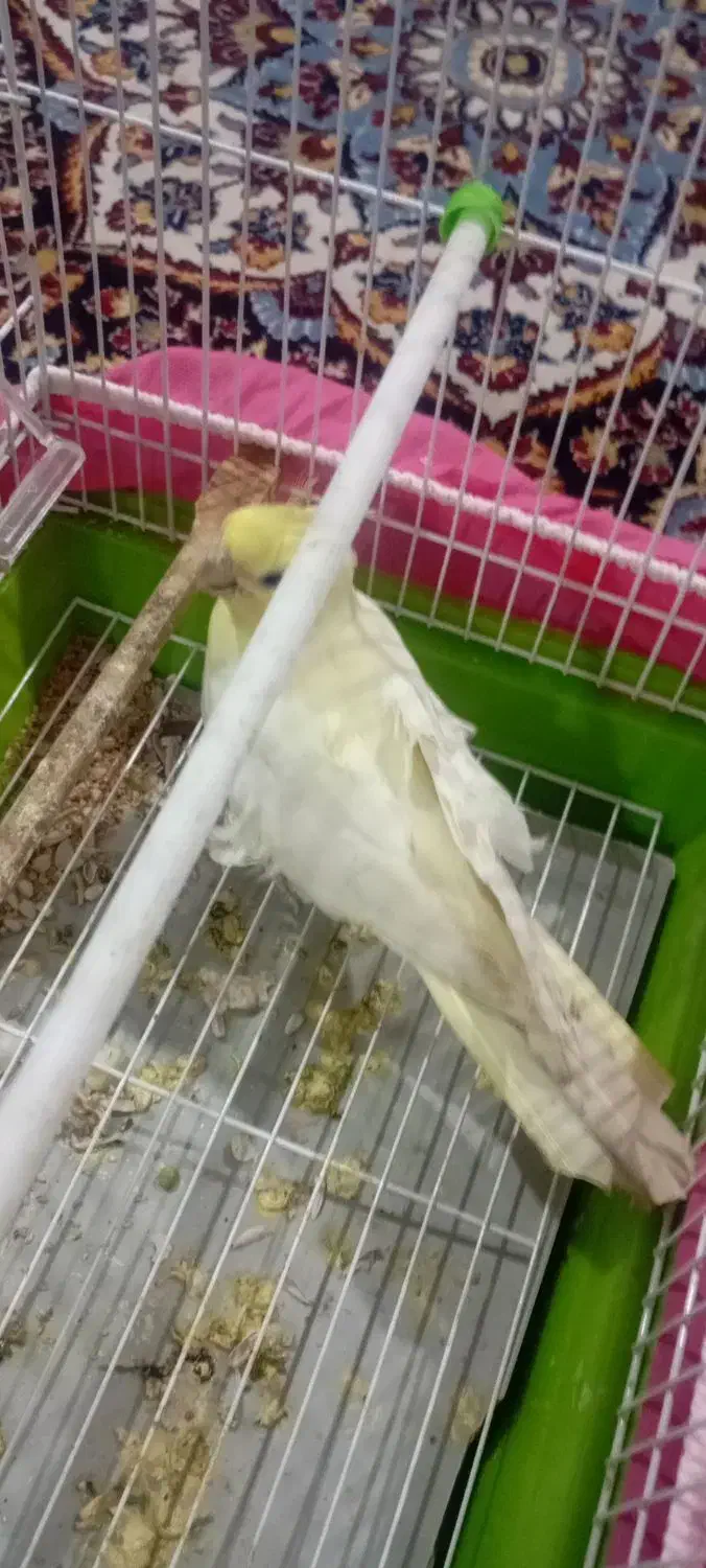 عروس هلندی ماده|پرنده|ماسال, |دیوار