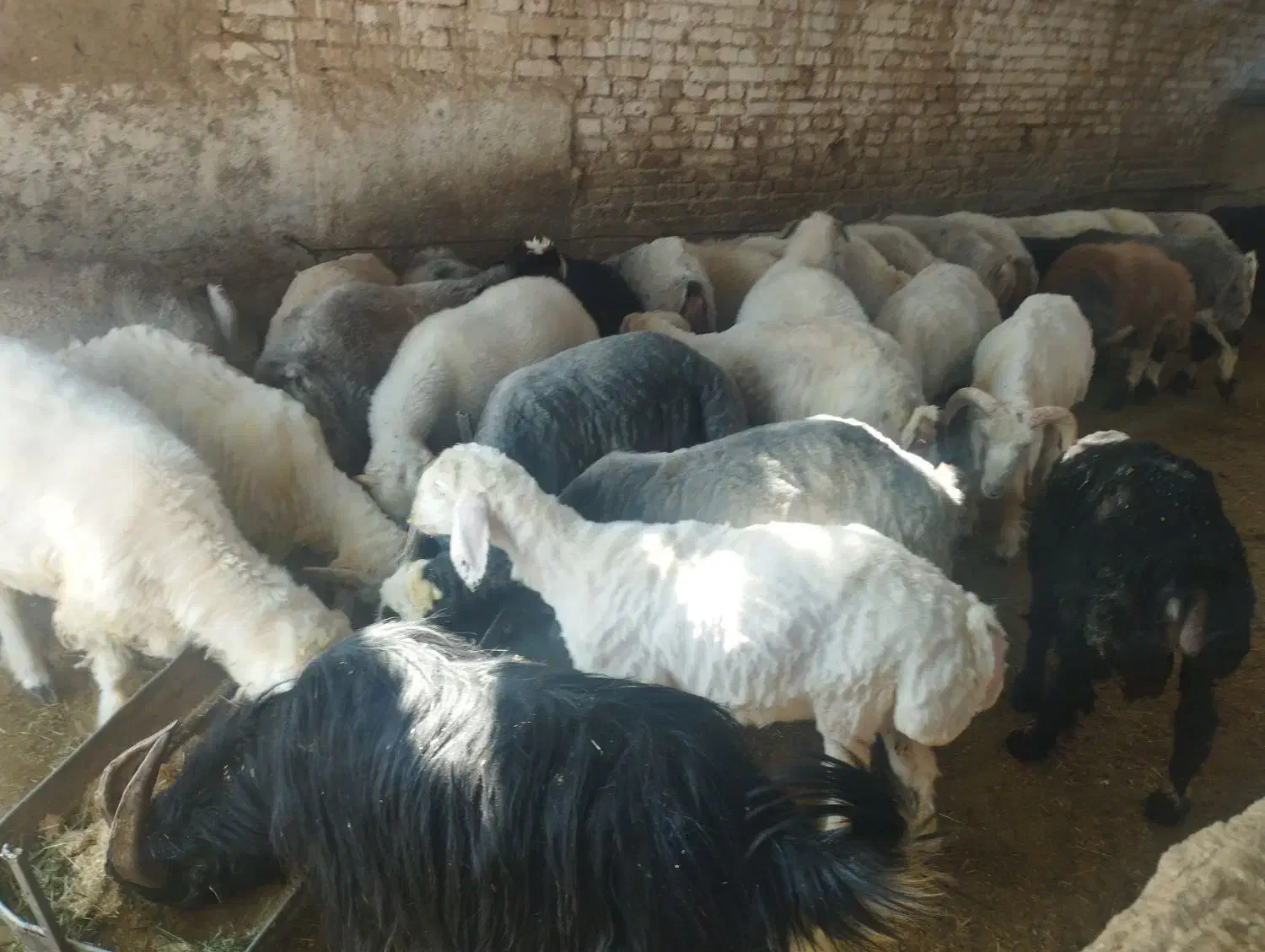 گوسفند زنده بره  (بره چاق بره گوشت) کم چربی|حیوانات مزرعه|یزد, |دیوار