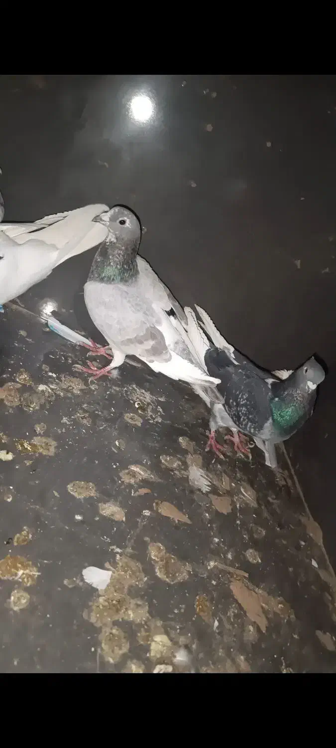 کبوتر|پرنده|دهگلان, |دیوار