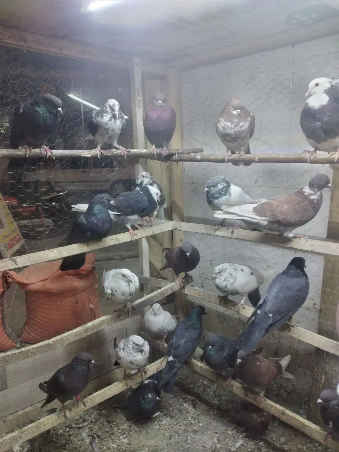 فروش  کبوتر|پرنده|نقده, |دیوار