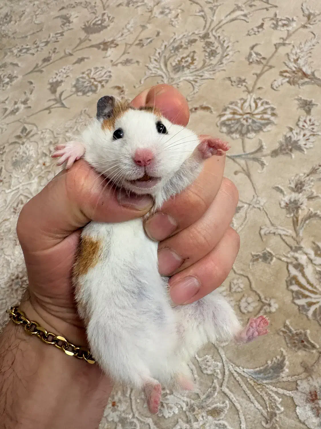 همستر مولد|موش و خرگوش|فردیس, شهرک ۱۱۰|دیوار