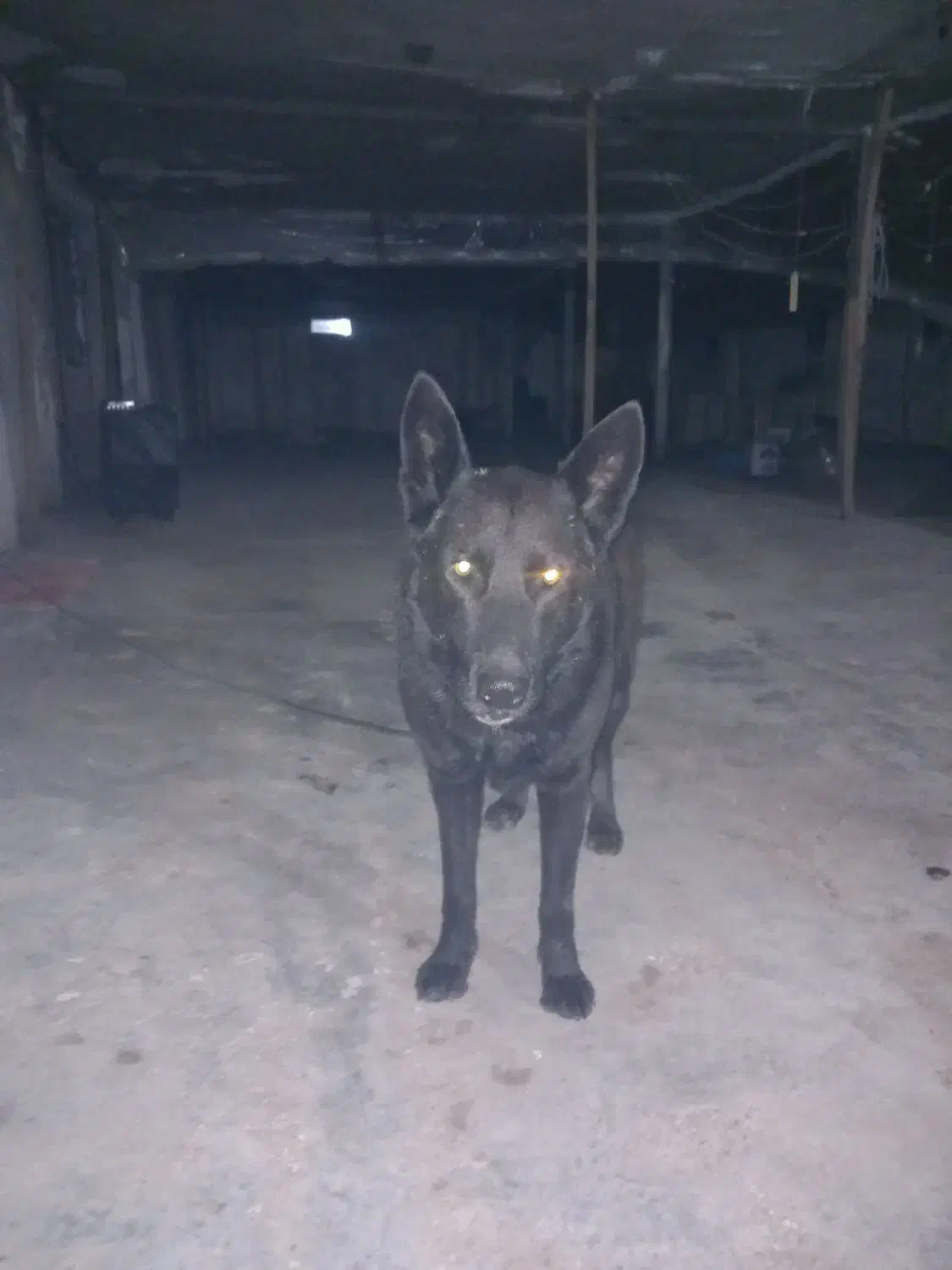 سگ ژرمن بلک|سگ|خشکبیجار, |دیوار