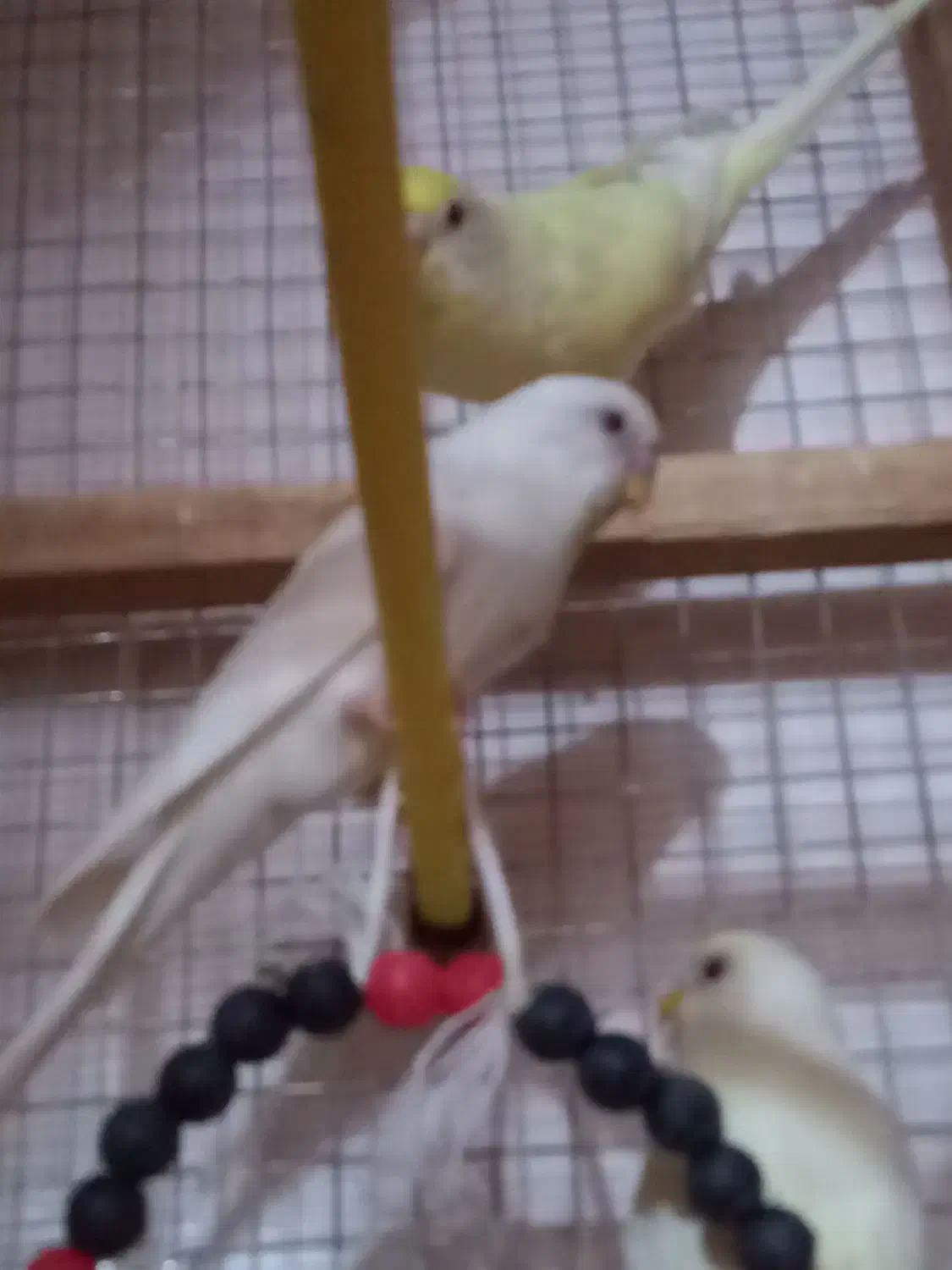 مرغ عشق|پرنده|امیدیه, |دیوار