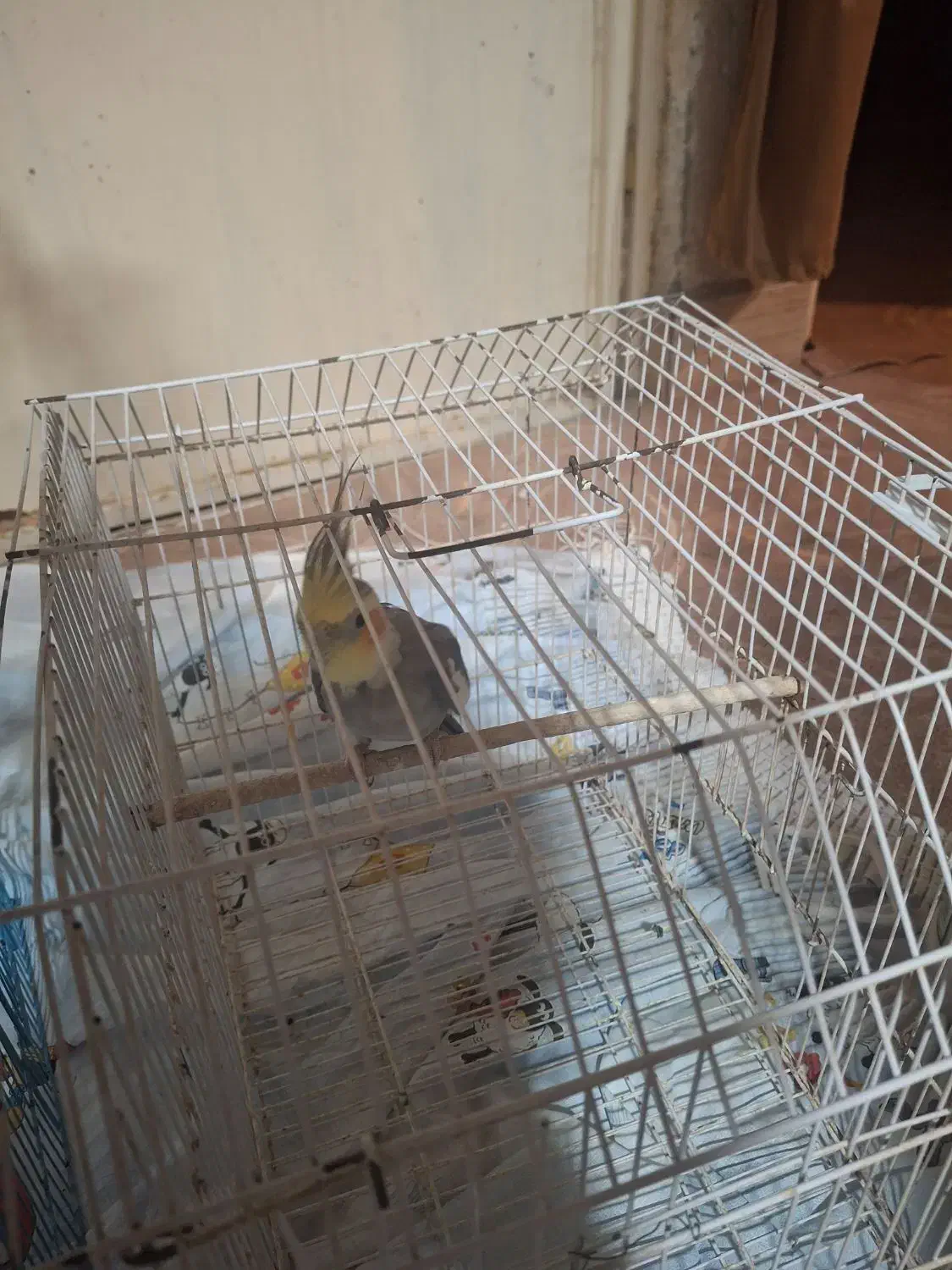 عروس هلندی نر مست آماده جفت گیری|پرنده|کهنوج, |دیوار