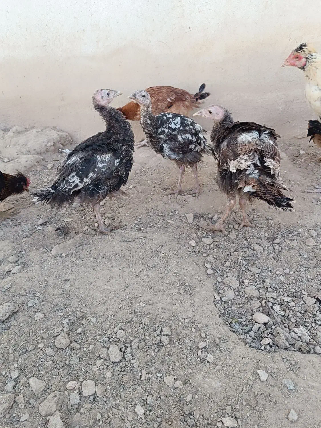 فروش ۴۵ عدد بوقلمون نژاد ایتالیایی ۴ ماهه دم تخم|حیوانات مزرعه|خرقان, |دیوار