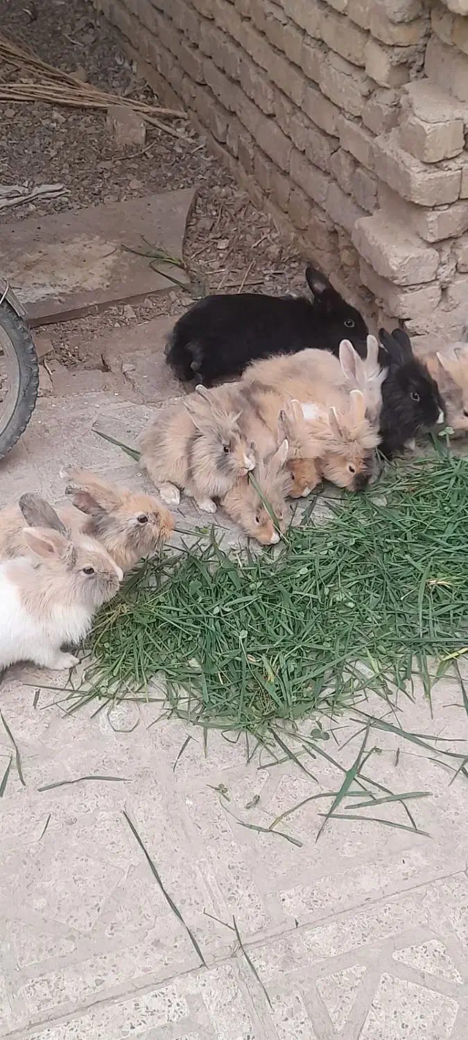 خرگوش لپ همه بالغ و بچه دار هستن|موش و خرگوش|خمینیشهر, |دیوار