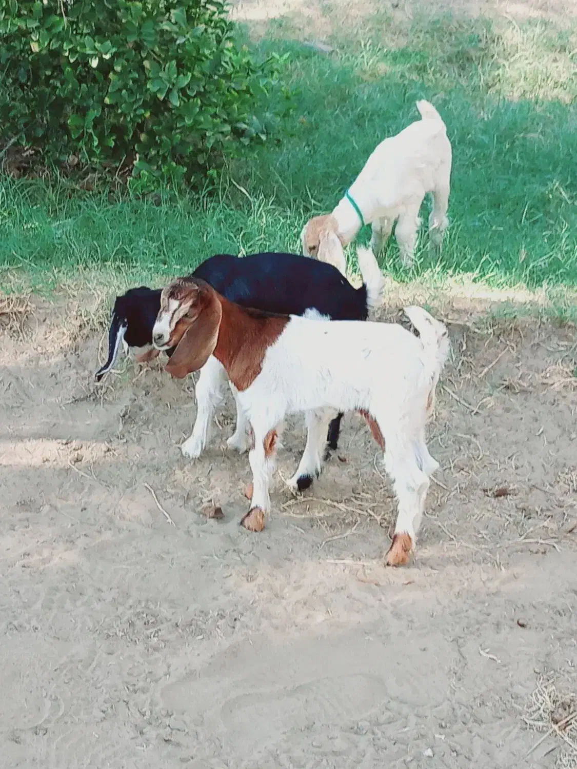 کهره شیری مناسب|حیوانات مزرعه|جیرفت, |دیوار