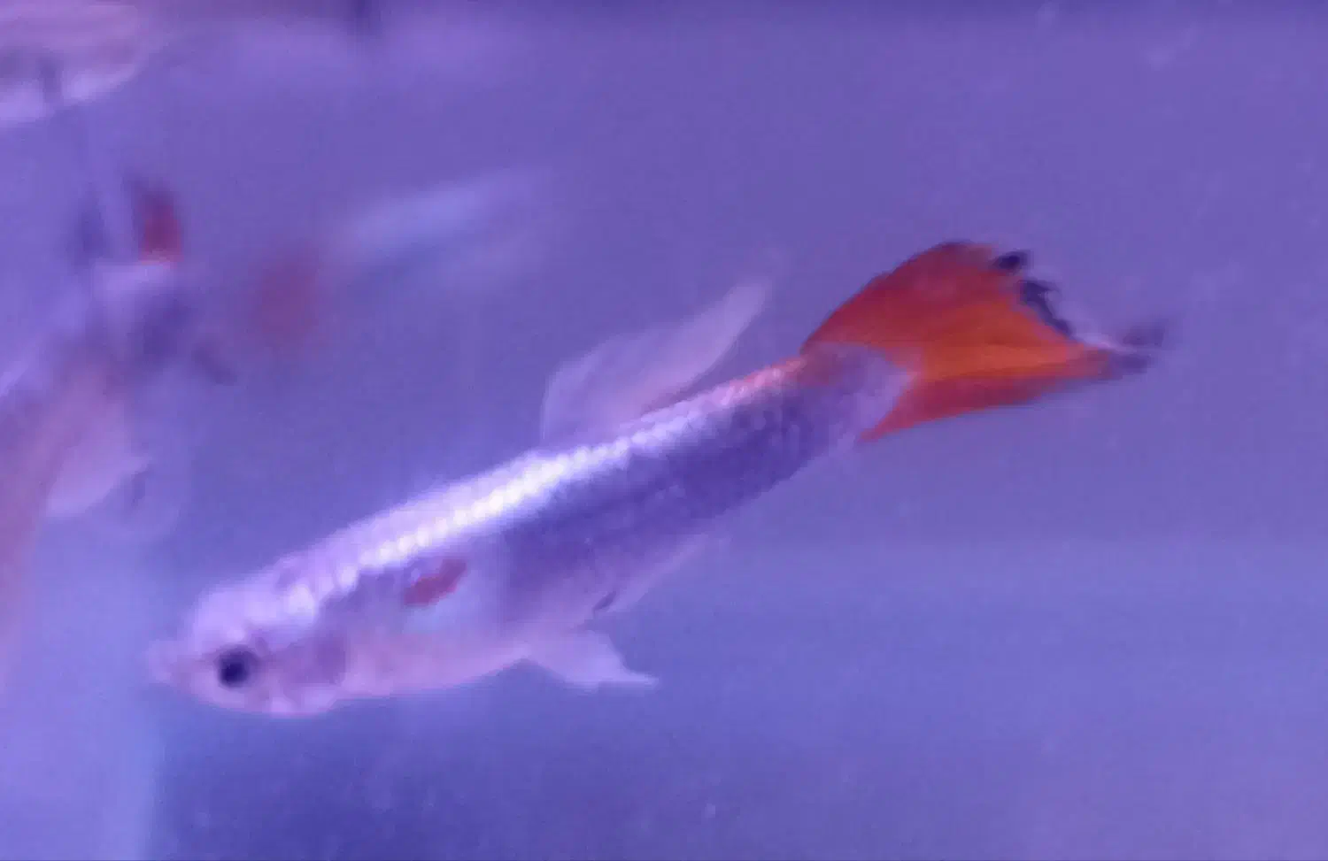 ماهی گوپی وایت رد تِیل|ماهی|مشهد, امیریه|دیوار