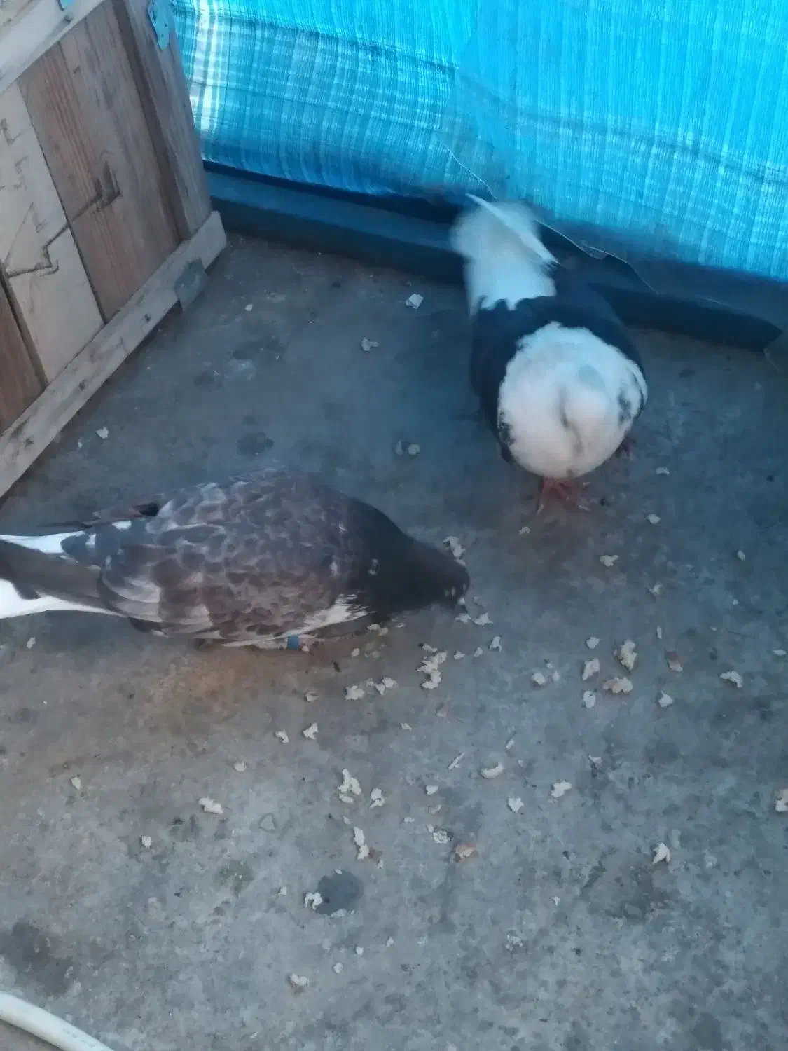 کبوتر|پرنده|گرگان, |دیوار