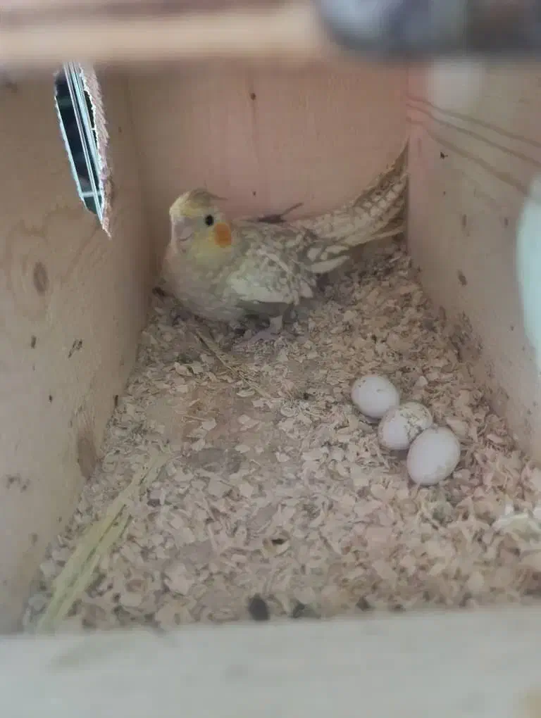 عروس هلندی رو تخم نر کینگ|پرنده|بندرعباس, |دیوار