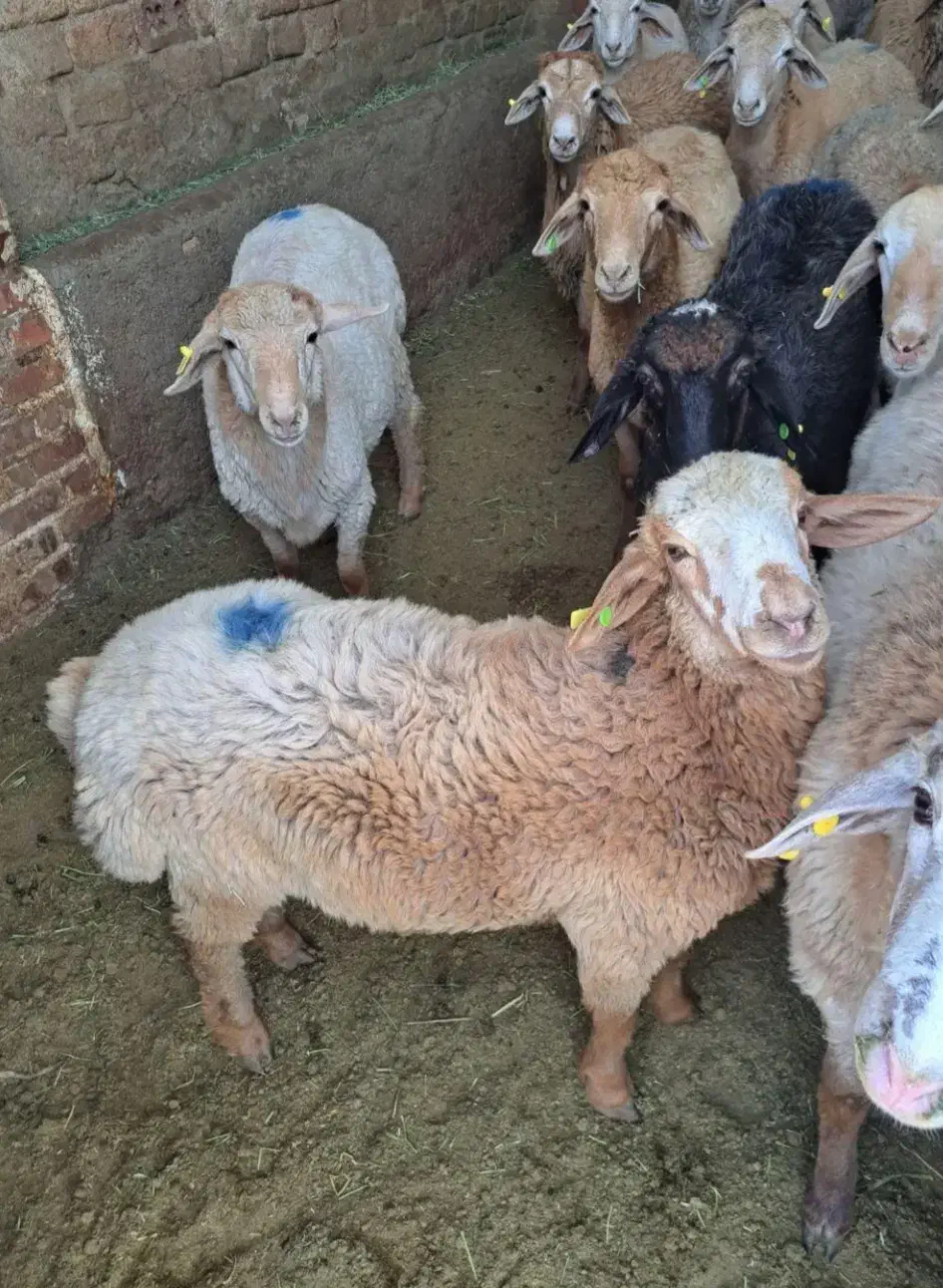 گوسفند و گوساله زنده با پرواربندی گوشت دار|حیوانات مزرعه|تهران, سبلان (لشگر)|دیوار