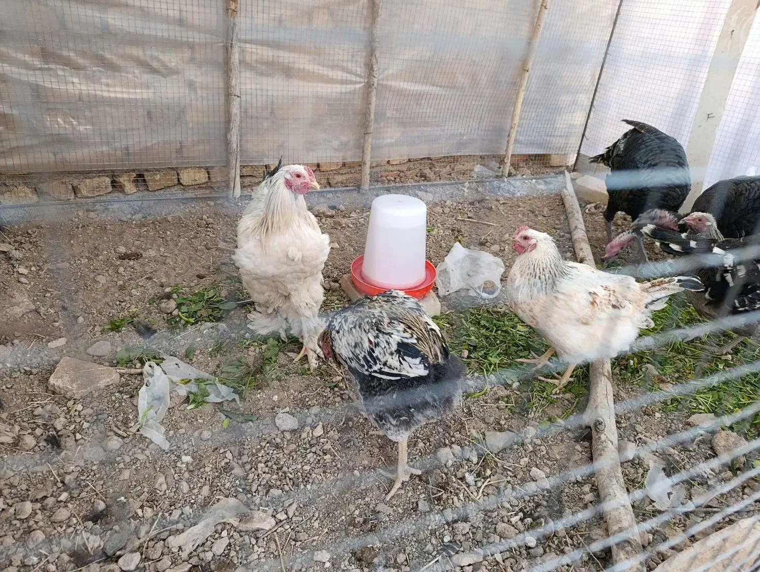 فروش جوجه برهما و محلی و گلین|حیوانات مزرعه|خرمدره, |دیوار