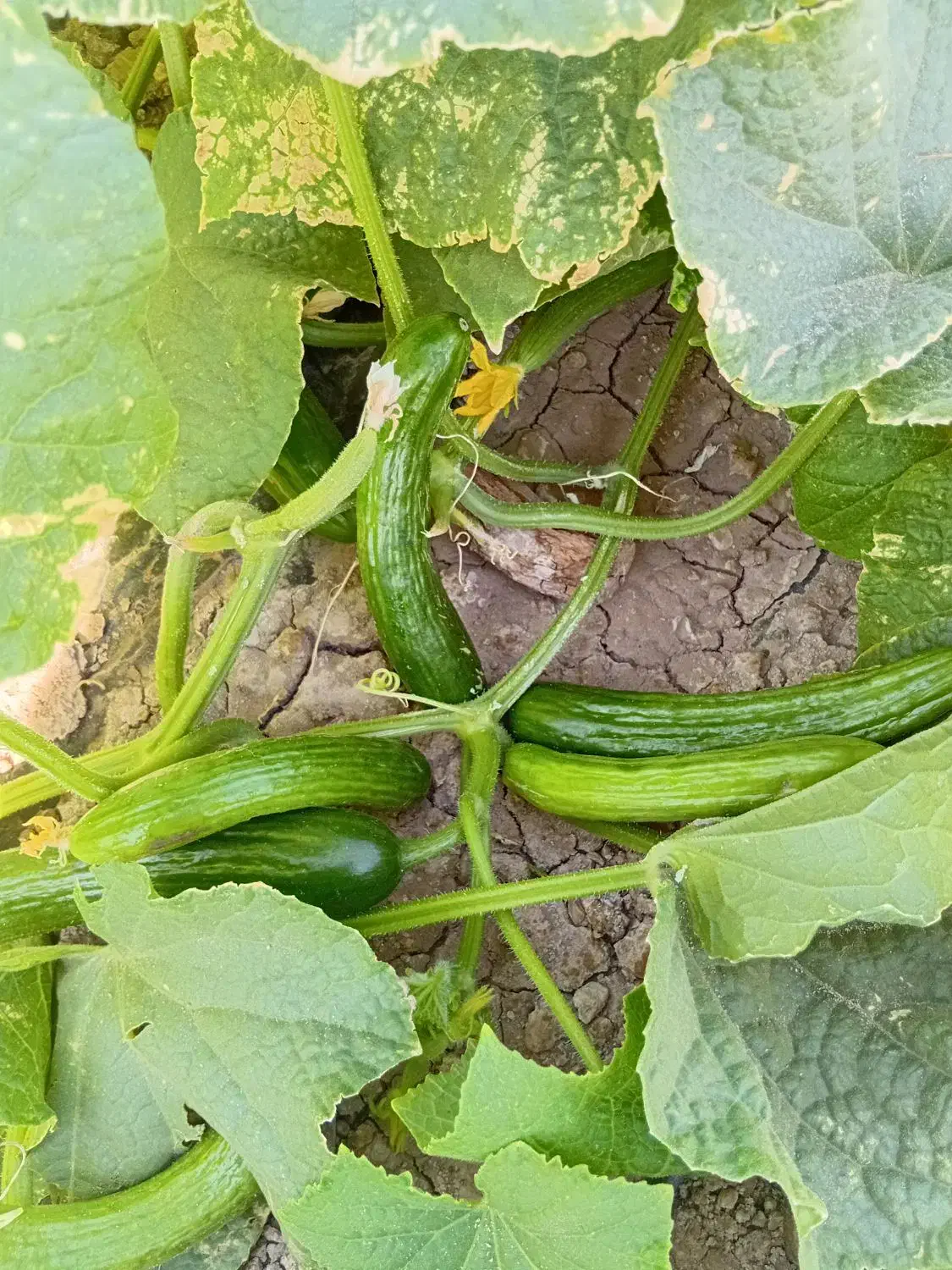 با سلام خیار شور درجه یک|خوردنی و آشامیدنی|طاغنکوه, |دیوار