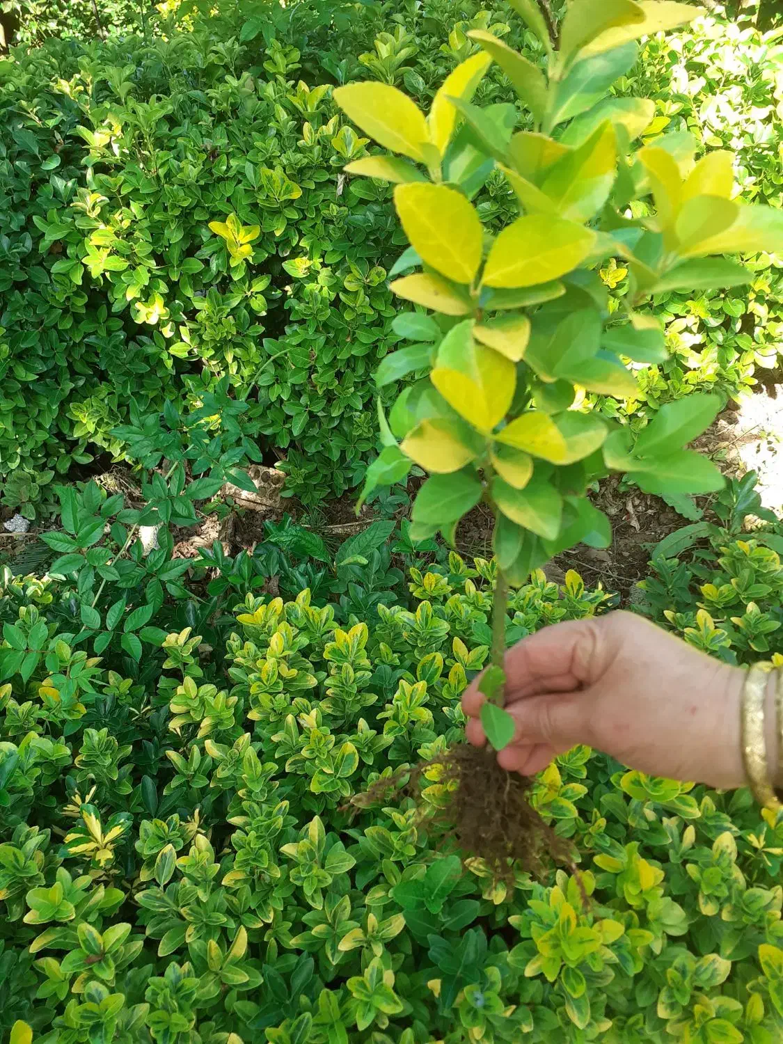 فروش شمشاد|گل و گیاه طبیعی|رانکوه, |دیوار