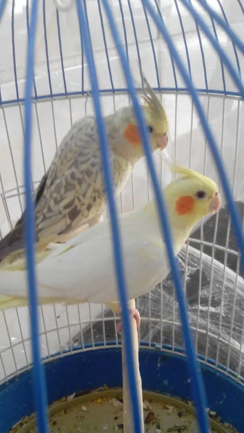 عروس هلندی فردیس|پرنده|فردیس, سرحدی|دیوار