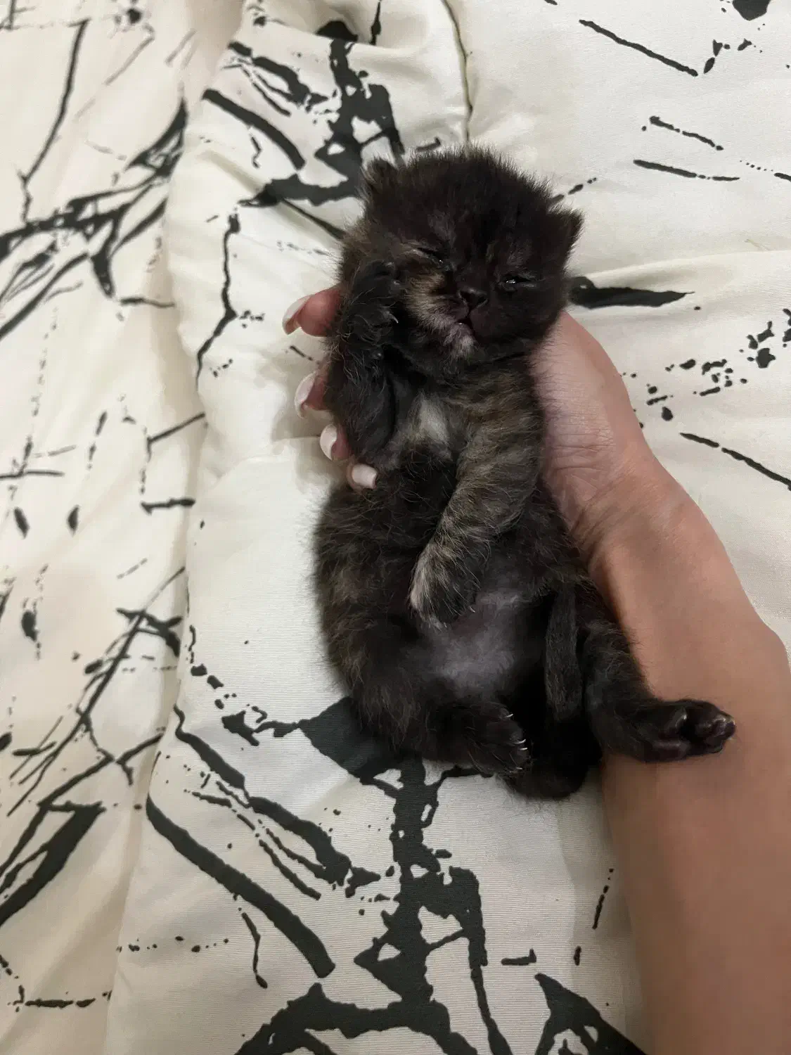 توله ی بریتیش|گربه|رشت, باهنر|دیوار