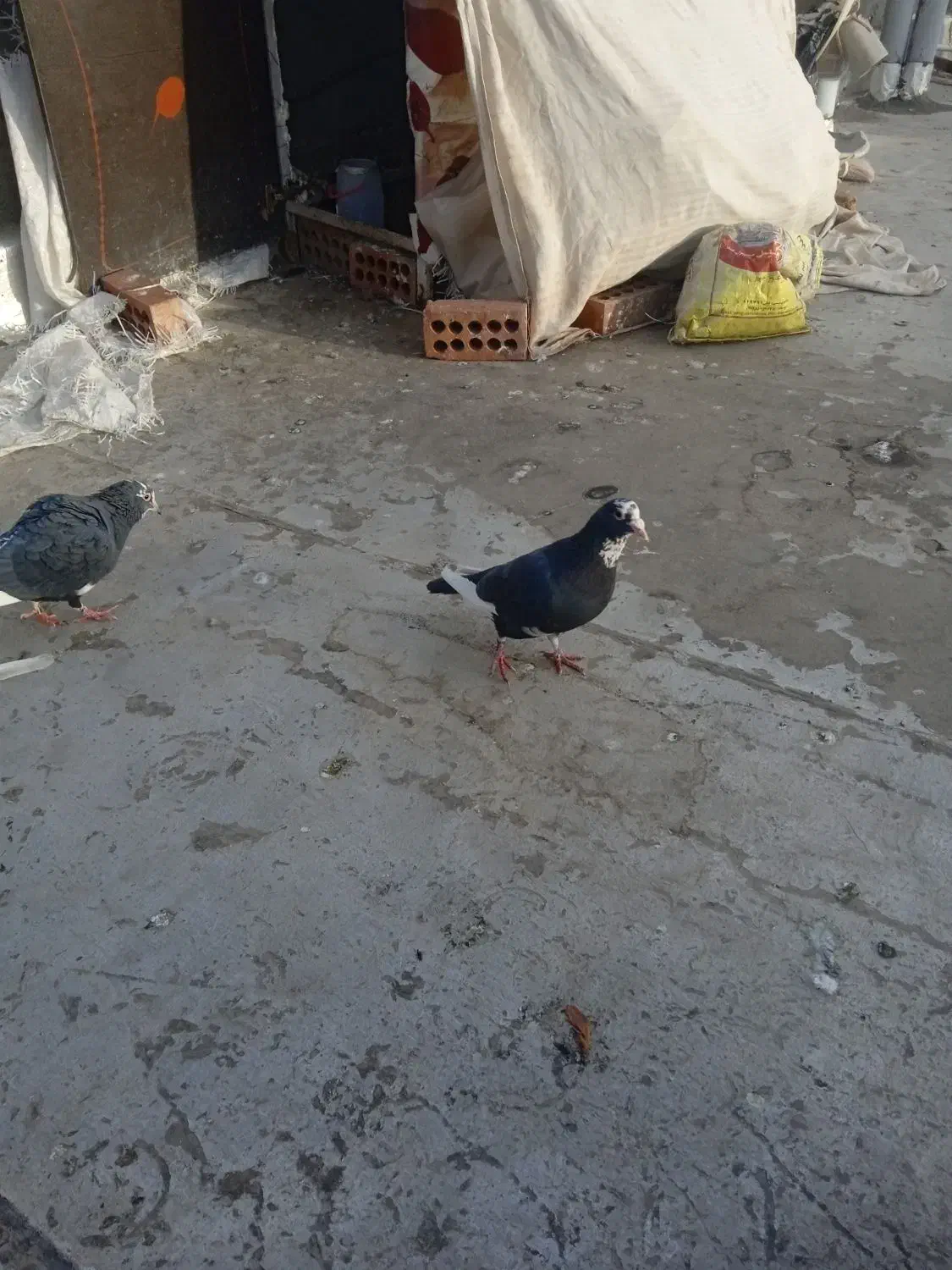 باسلام|حیوانات|کرمان, |دیوار