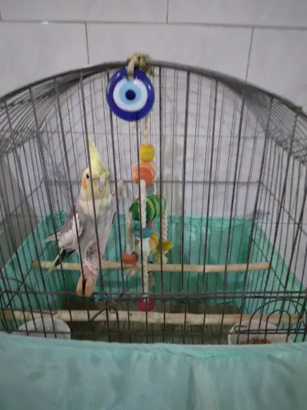 عروس هلندی همراه قفس بزرگ|پرنده|ماهدشت, |دیوار