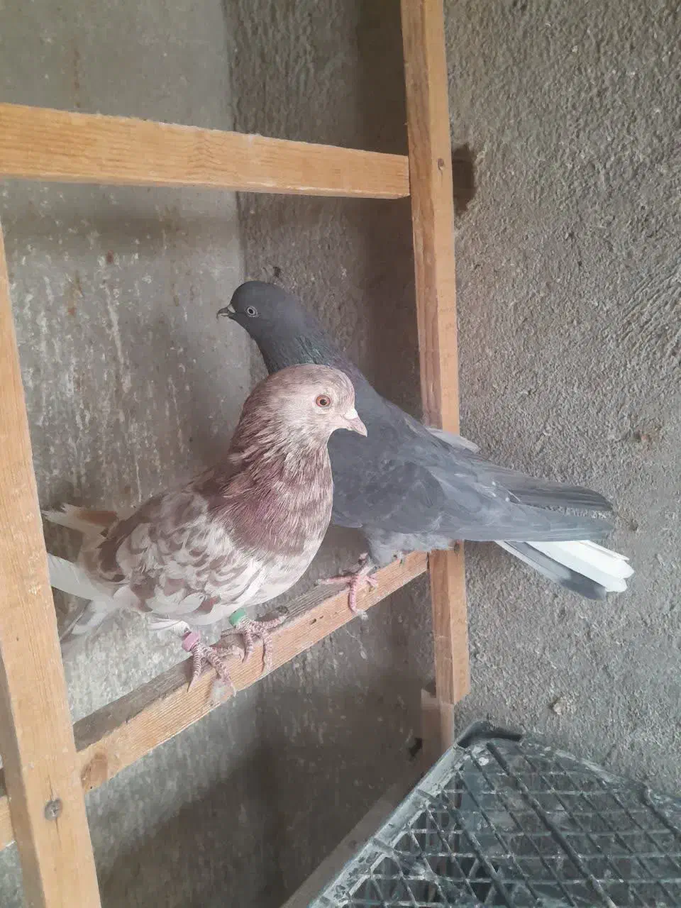 نرو ماده های ضمانتی فقط۱بار خرید کن|پرنده|کاشان, آیت الله سعیدی|دیوار