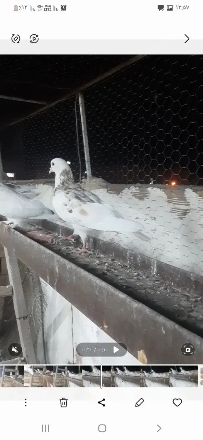 کبوتر گمشده|پرنده|خوی, |دیوار