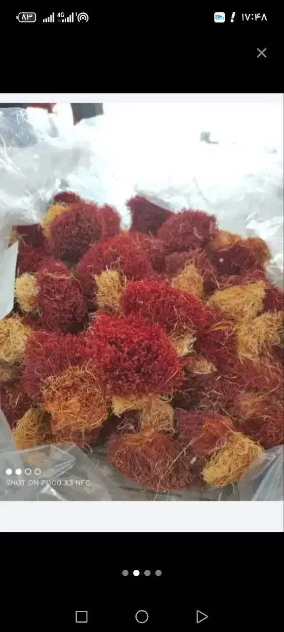 نرمه زعفران اصیل|خوردنی و آشامیدنی|رشت, چله خانه|دیوار