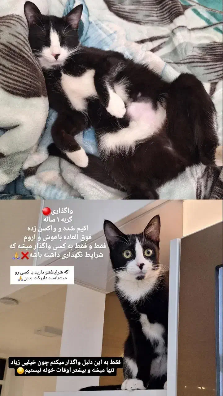 گربه|گربه|سنندج, |دیوار