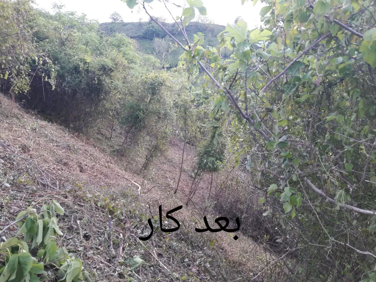 خدمات باغبانی علفتراشی|خدمات باغبانی و درختکاری|رودسر, |دیوار