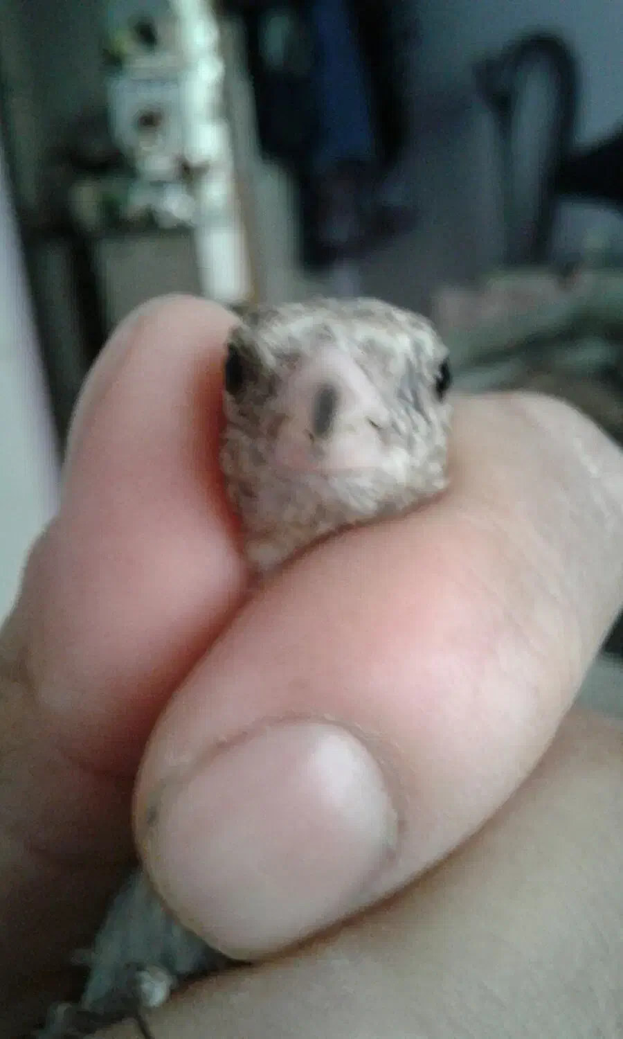 جوجه سهره نر|پرنده|اسلامشهر, شهرک محمدیه|دیوار