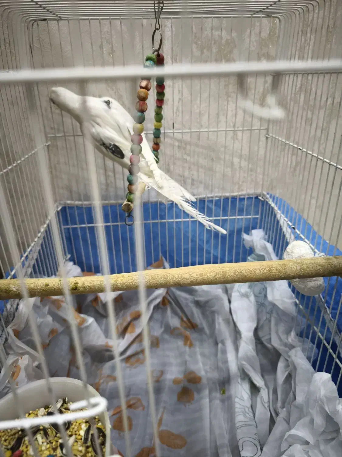 عروس هلندی سخنگو البینو|پرنده|شاهینشهر, فردوسی|دیوار