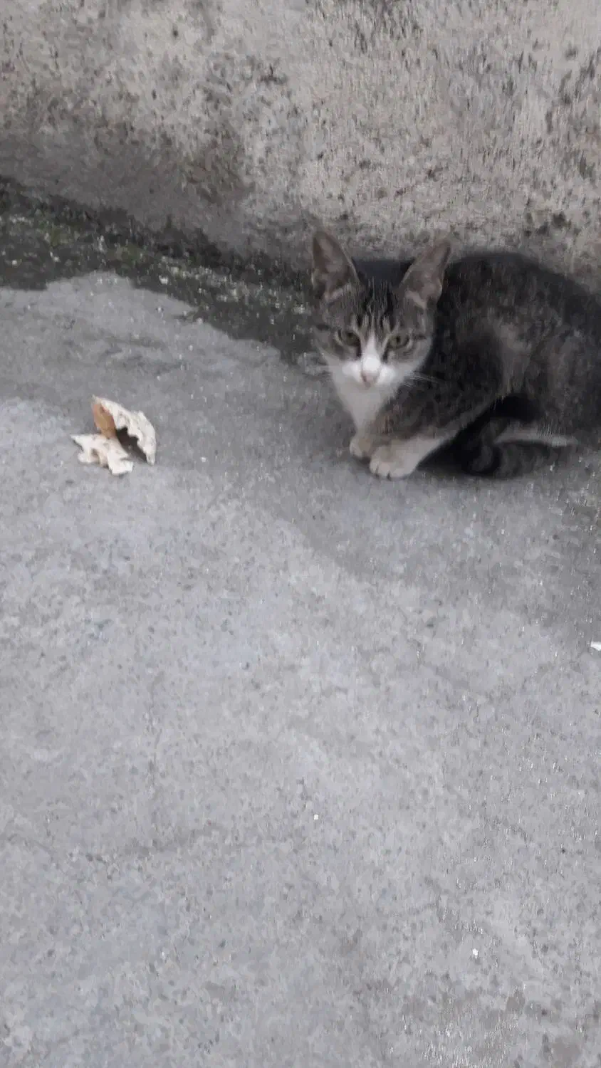 سلام واگداری مکنم خیلی دستی هست|گربه|آمل, |دیوار