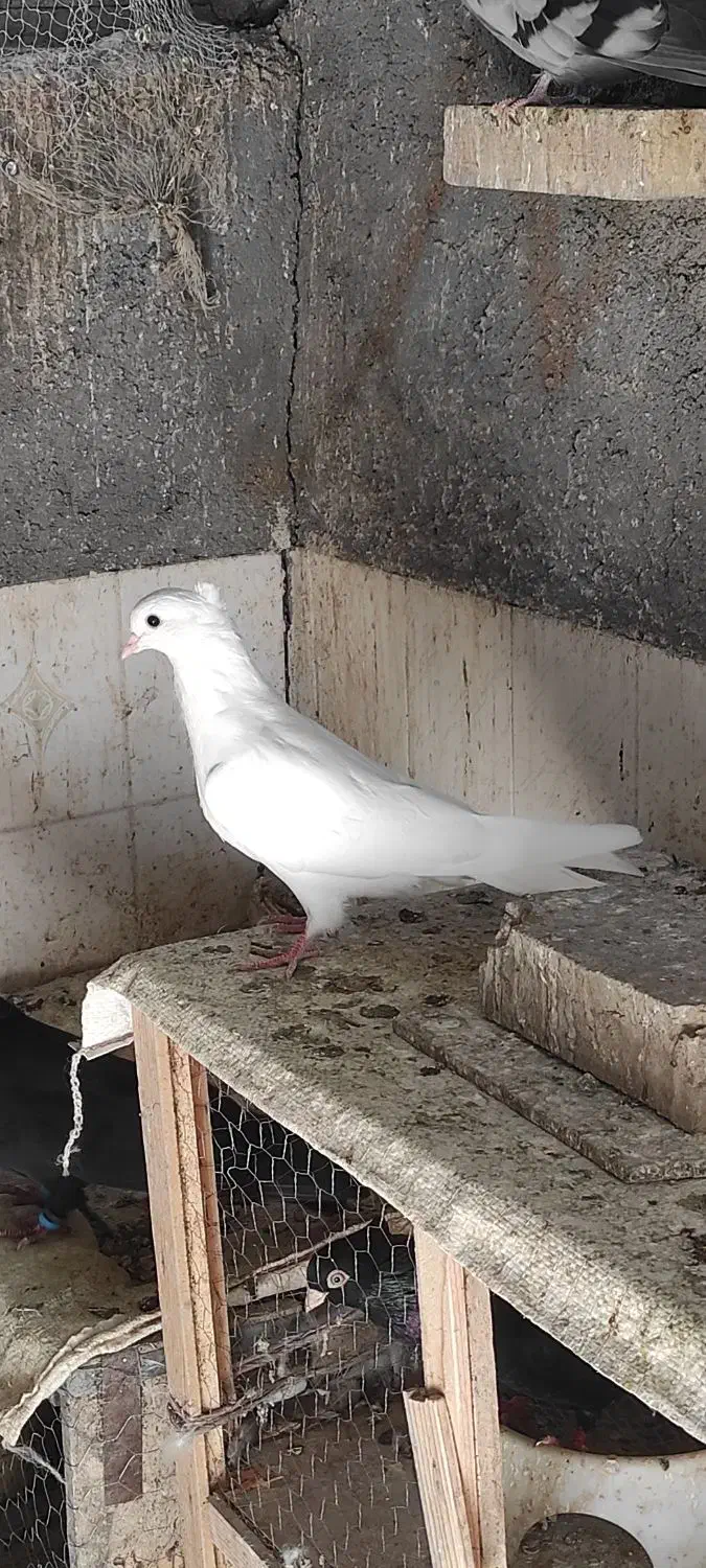 جوجه سفید چشم سفید اراکی|پرنده|جیرفت, |دیوار