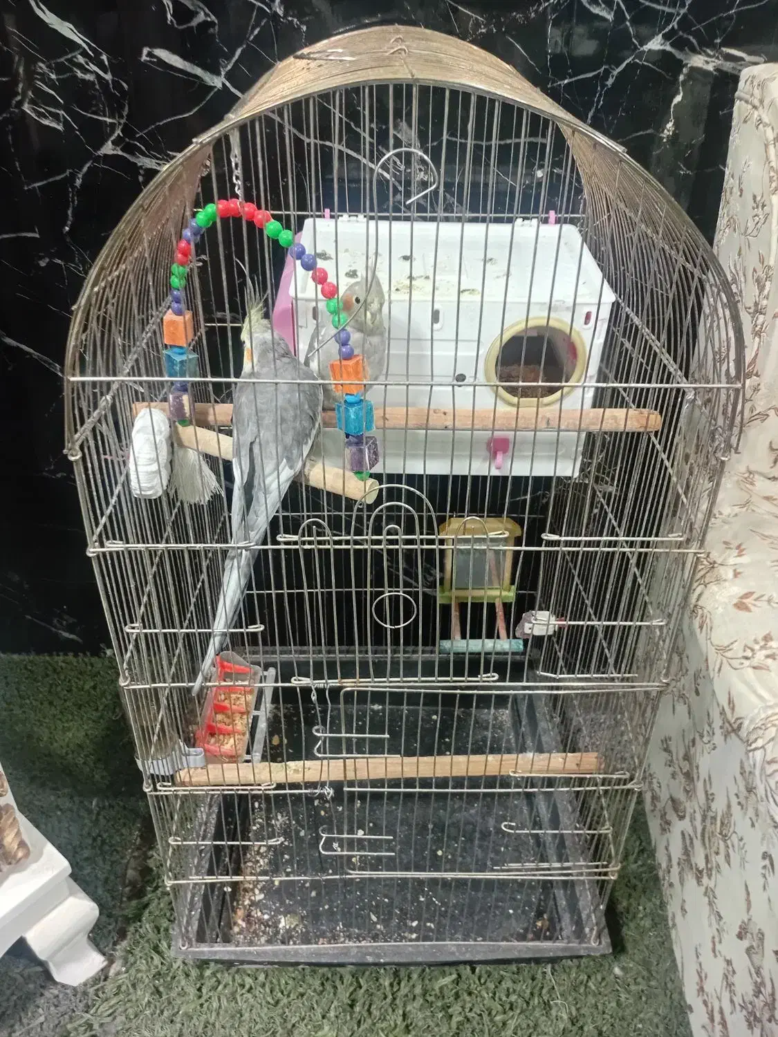 عروس هلندی نر|پرنده|کرمانشاه, |دیوار