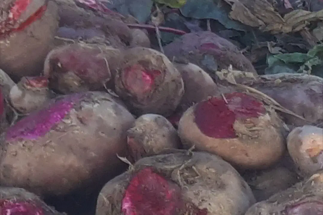 لبو|خوردنی و آشامیدنی|دشتابی, |دیوار