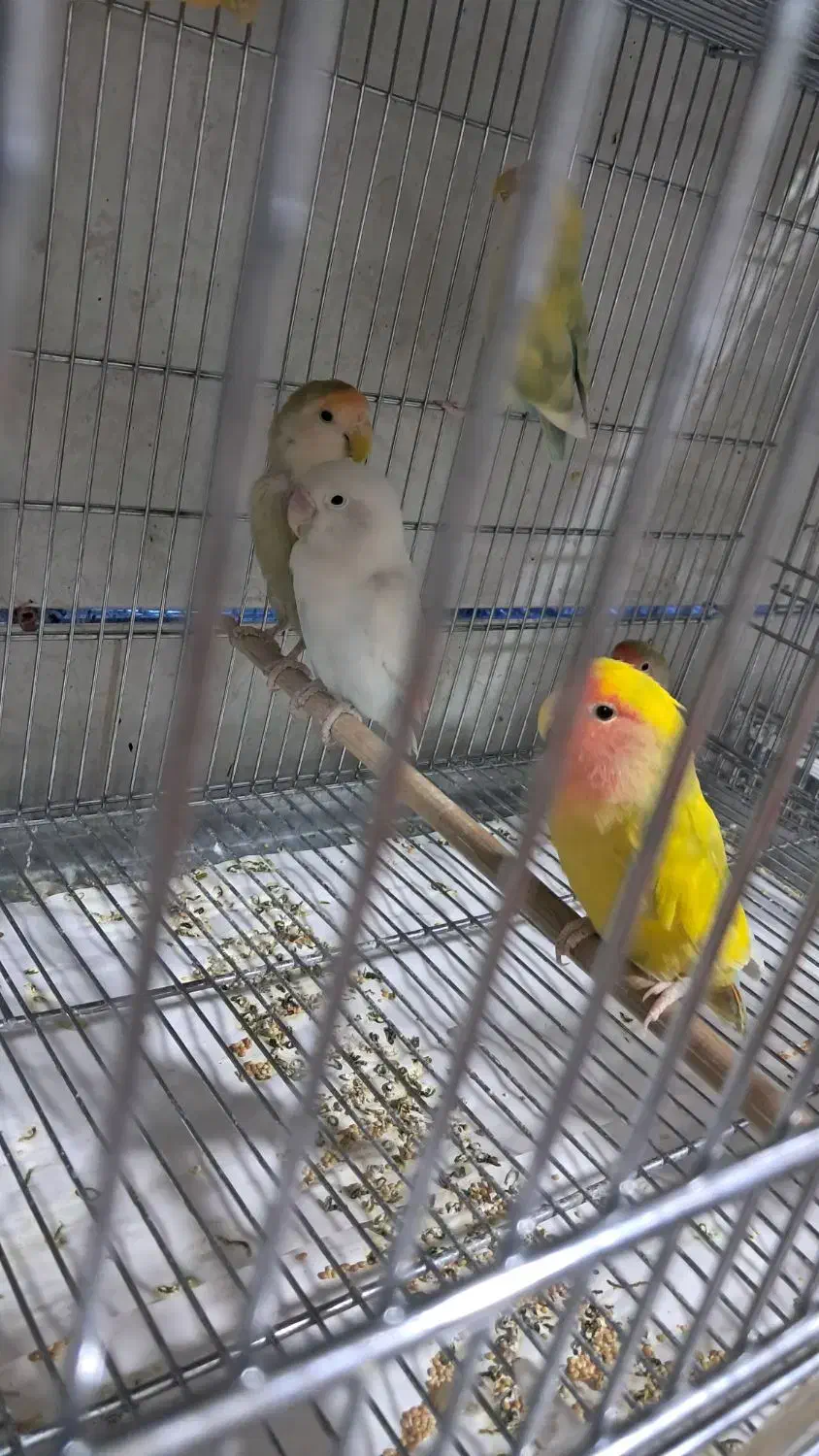 پرنده فروشی چیکو|پرنده|قیدار, |دیوار