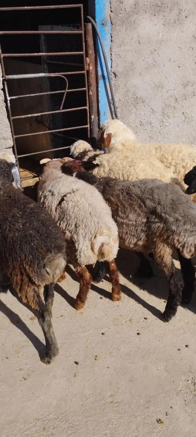 همه رقم گوسفند چاق گوشتی|حیوانات مزرعه|قزوین, |دیوار