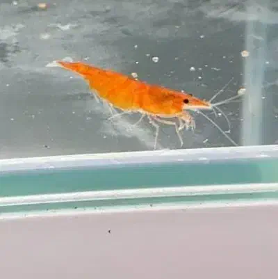 شریمپ میگو کامبارلوس ماهی پلنت گوپی حلزون|ماهی|تهران, نارمک|دیوار