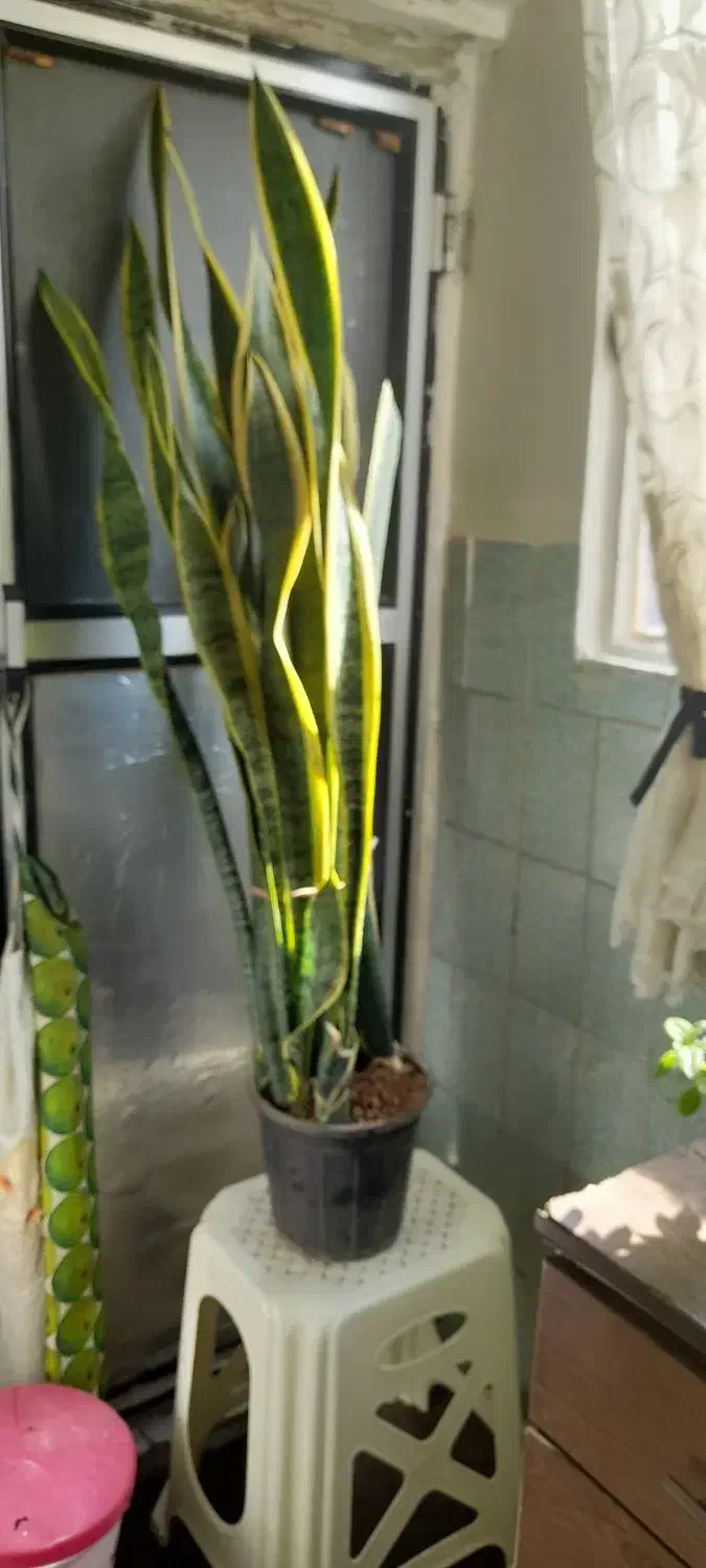 گل سانسوریا|گل و گیاه طبیعی|پاکدشت, پاکدشت (مامازند)|دیوار