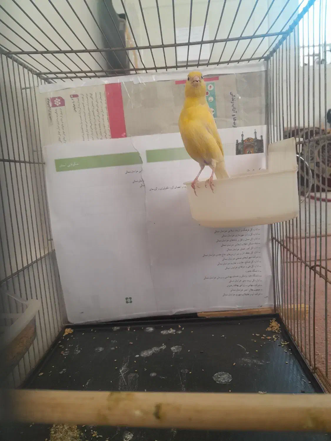 قناری ماده زرد رسمی|پرنده|بجنورد, |دیوار