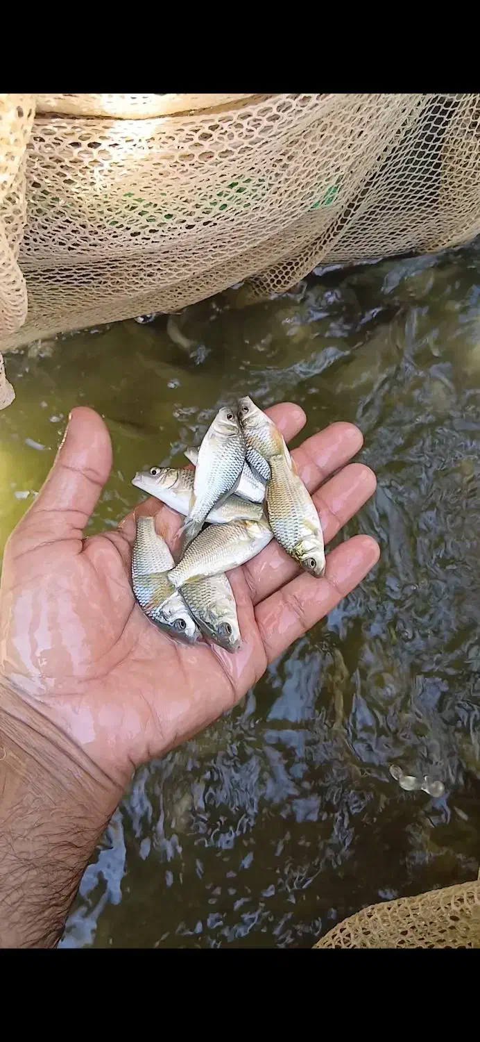 بچه ماهی کپور|ماهی|شوشتر, |دیوار