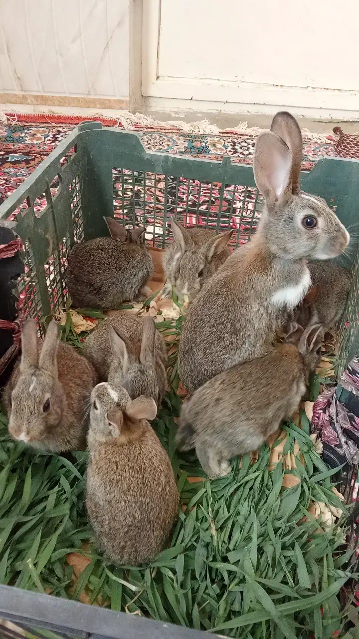 خرگوش|موش و خرگوش|رامیان, |دیوار