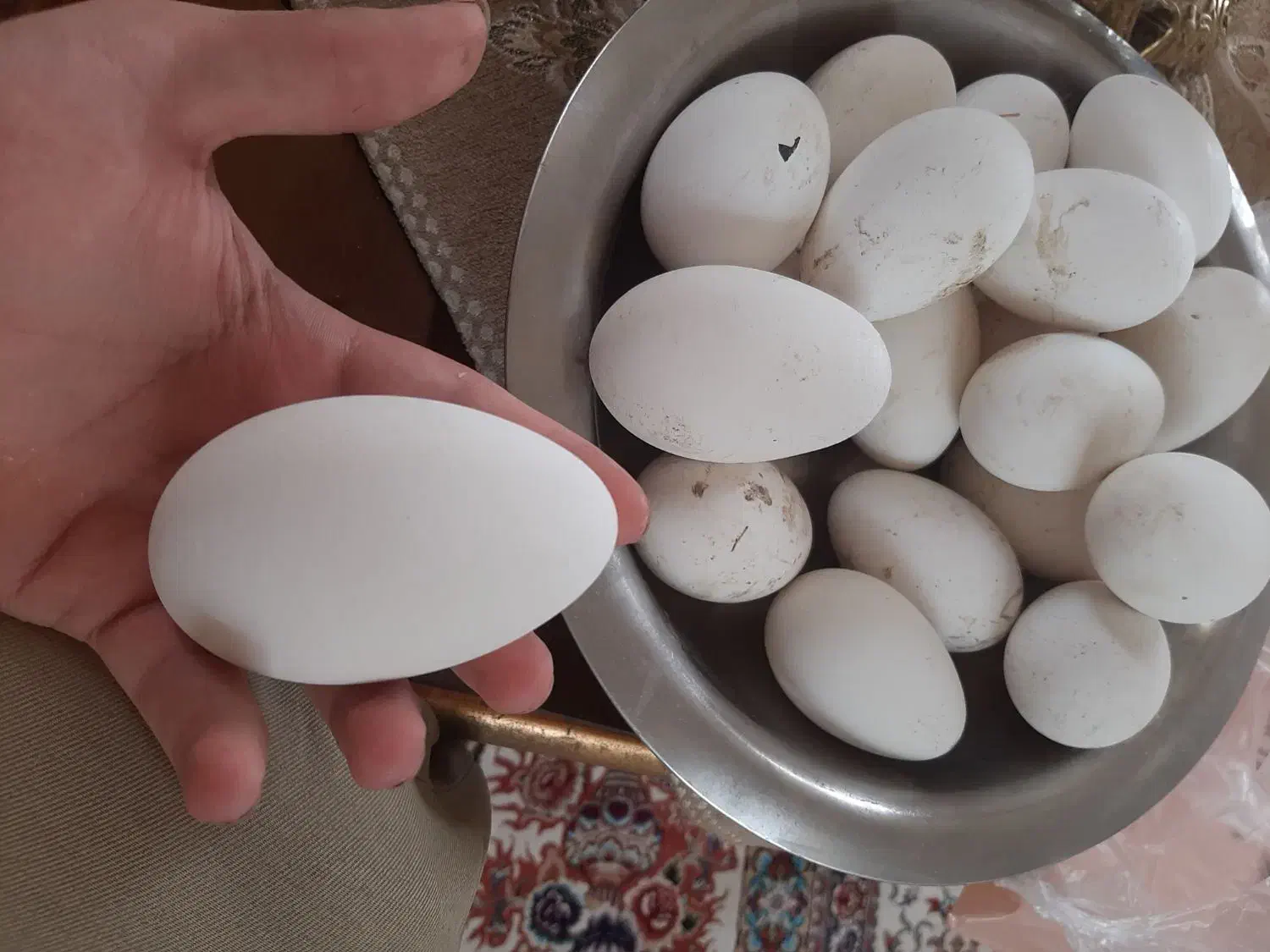 تخم غاز نطفه دار|حیوانات مزرعه|اردبیل, |دیوار