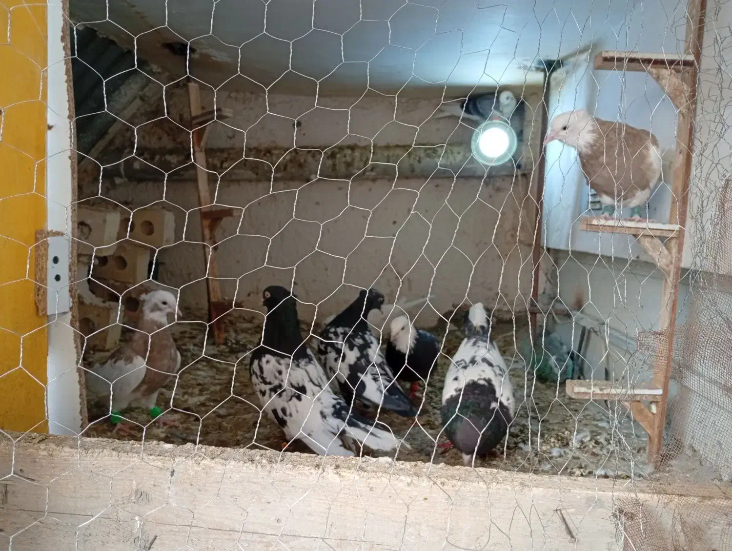 کبوتر|پرنده|مشهد, کشف|دیوار