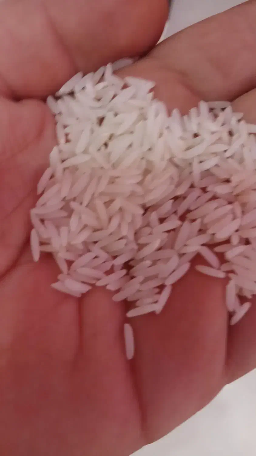 برنج هاشمی درجه ۱ اصل|خوردنی و آشامیدنی|توتکابن, |دیوار