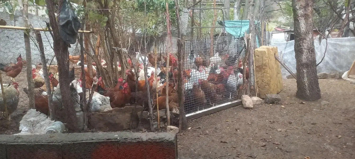 حیوان|حیوانات مزرعه|رستمآباد, |دیوار